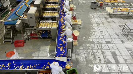 罐头食品的生产 原料分拣的关键环节